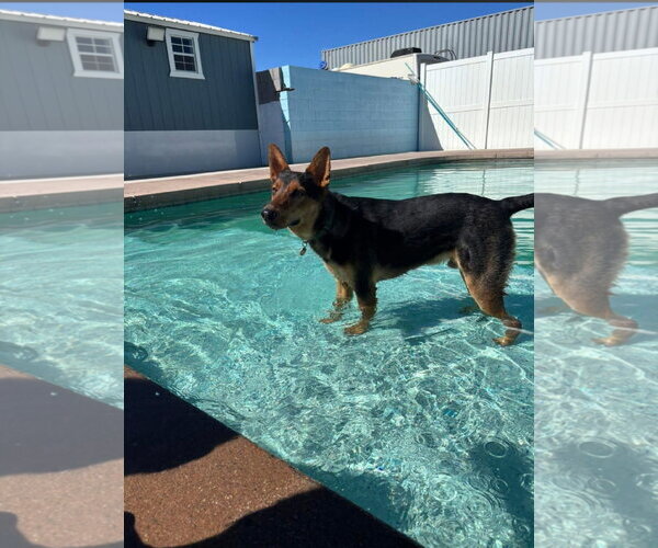Medium Photo #2 German Shepherd Dog-Unknown Mix Puppy For Sale in Chandler, AZ, USA