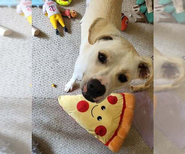 Medium Photo #22 Boxador Puppy For Sale in Princeton, MN, USA