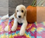 Small Photo #17 Poodle (Standard) Puppy For Sale in RICHMOND, IL, USA