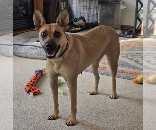 Medium Photo #2 Feist Terrier-Unknown Mix Puppy For Sale in Brooklyn Center, MN, USA