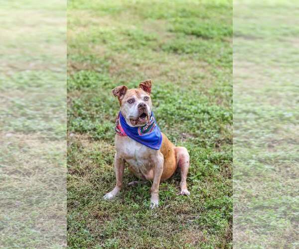 Medium Photo #7 Mutt Puppy For Sale in  Gainesville, FL, USA