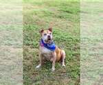 Small Photo #7 Mutt Puppy For Sale in  Gainesville, FL, USA
