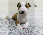 Small Photo #9 Bull Terrier Puppy For Sale in KENDALL, FL, USA