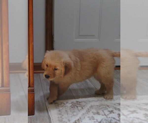 Medium Photo #9 Golden Retriever Puppy For Sale in MECHANICSVILLE, MD, USA