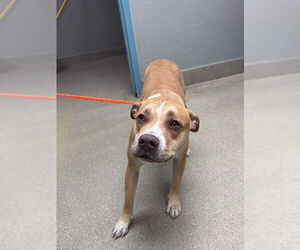 American Pit Bull Terrier-Unknown Mix Dogs for adoption in Las Vegas, NV, USA