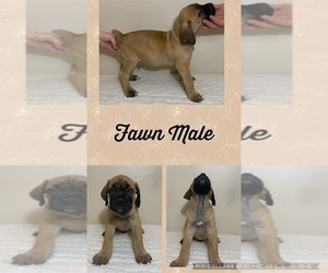 Cane Corso Puppy for sale in SHAWNEE, OK, USA