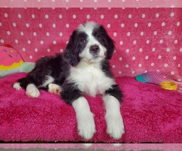 Medium Photo #3 Bernedoodle Puppy For Sale in COLORADO SPRINGS, CO, USA