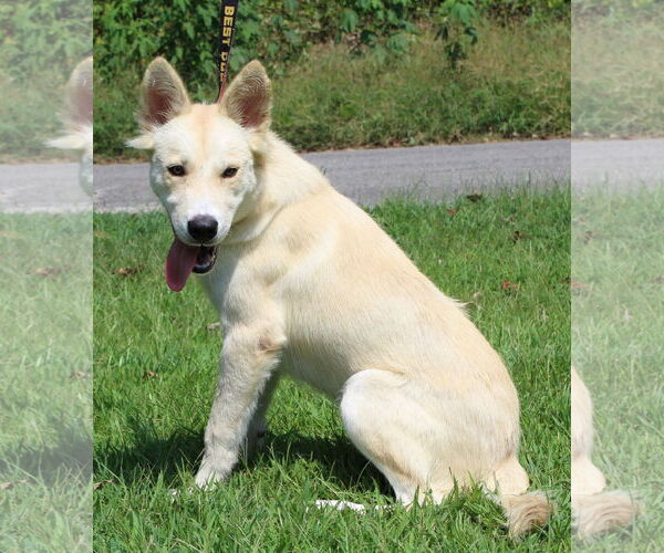 Medium Photo #2 Huskies -Unknown Mix Puppy For Sale in Prattville, AL, USA