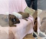 Small Photo #3 Boxer Puppy For Sale in CULPEPER, VA, USA