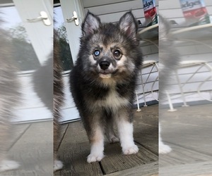 Pomsky Puppy for sale in SAVOY, MA, USA