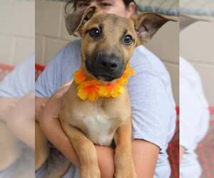 Mutt Dogs for adoption in McKinney, TX, USA