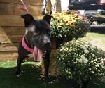 Small #13 American Pit Bull Terrier Mix