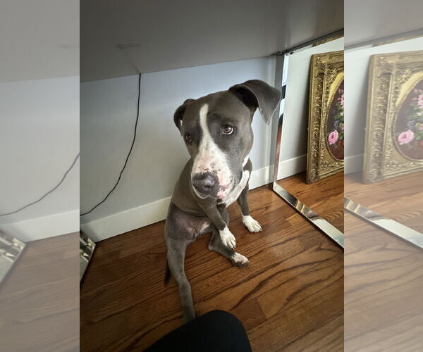Medium Photo #2 American Pit Bull Terrier Puppy For Sale in Miami, FL, USA