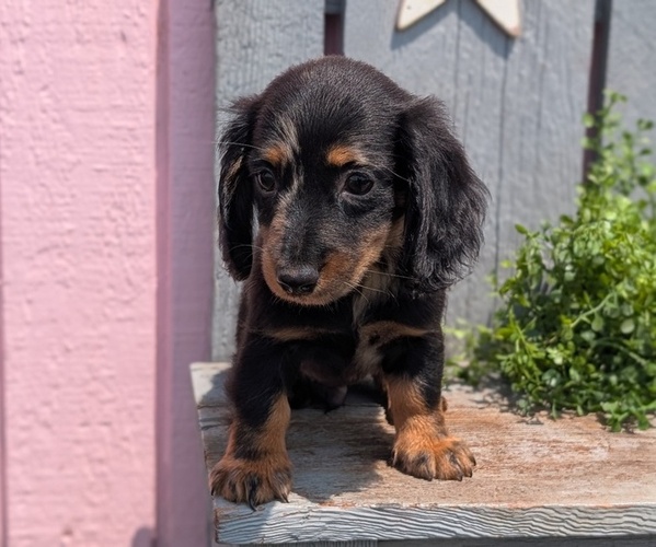 Medium Photo #12 Dachshund Puppy For Sale in GOSHEN, IN, USA