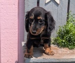 Small #11 Dachshund
