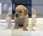 Small #5 Golden Retriever
