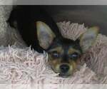Small Photo #10 Chihuahua-Unknown Mix Puppy For Sale in Corona, CA, USA