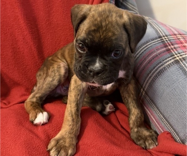 Medium Photo #16 Boxer Puppy For Sale in LANSING, MI, USA