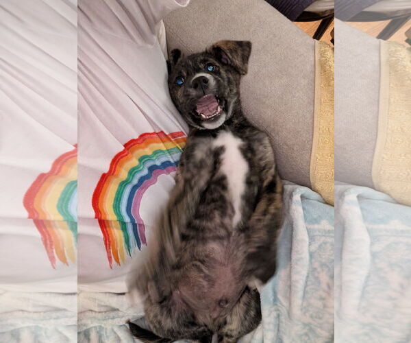 Medium Photo #7 Mutt Puppy For Sale in Laramie, WY, USA