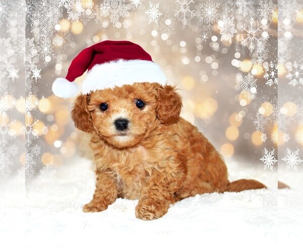 Medium Photo #1 Poodle (Toy) Puppy For Sale in DEAL, NJ, USA