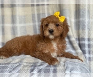 Cavapoo Puppy for sale in LAKELAND, FL, USA