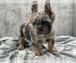 Small #4 French Bulldog