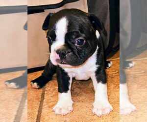 Boston Terrier Puppy for sale in SWANSEA, SC, USA