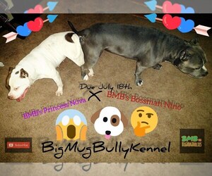 Father of the American Bully puppies born on 07/17/2022