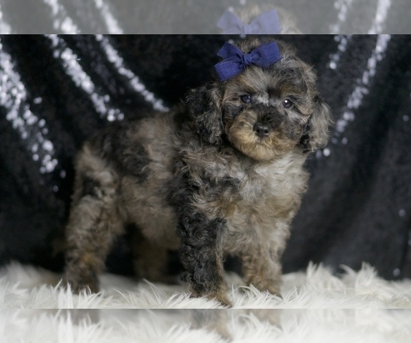 Medium Photo #3 Poodle (Toy) Puppy For Sale in WARSAW, IN, USA