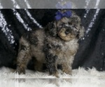 Small #2 Poodle (Toy)