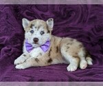 Small Photo #4 Pomsky Puppy For Sale in QUARRYVILLE, PA, USA