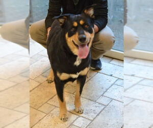 Medium Rottweiler Mix