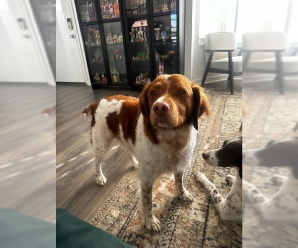 Medium Photo #2 Brittany Puppy For Sale in Curwensville, PA, USA