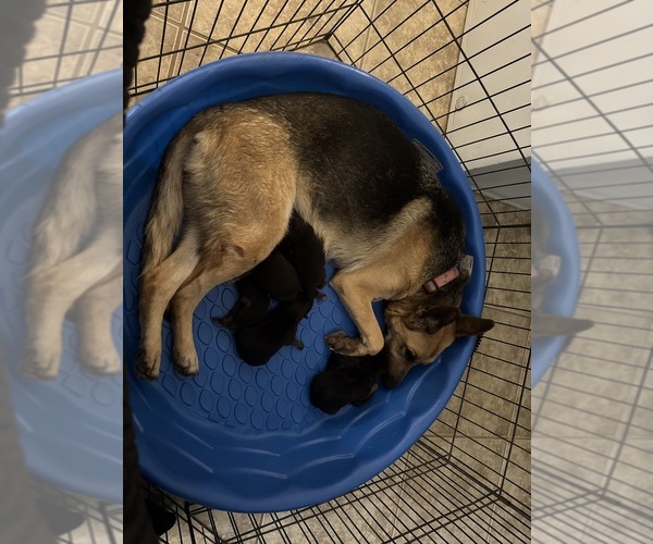 Medium Photo #1 German Shepherd Dog Puppy For Sale in GLENDALE, AZ, USA