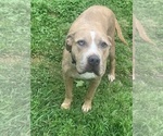 Small Photo #1 American Bully Puppy For Sale in PINE BLUFF, AR, USA