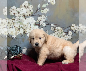 Golden Retriever Puppy for Sale in SALEM, Kentucky USA