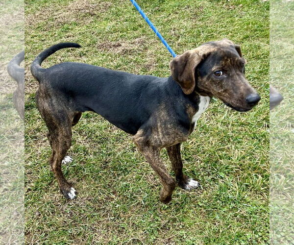 Medium Photo #4 Beagle-Plott Hound Mix Puppy For Sale in Batavia, OH, USA