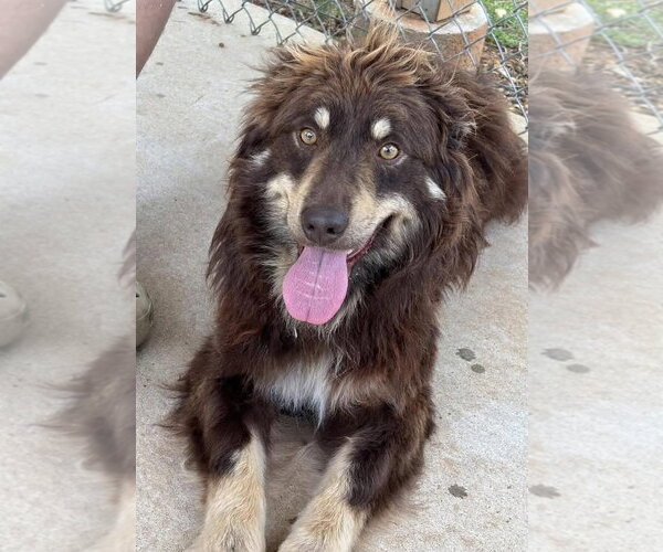 Medium Photo #2 Australian Shepherd Puppy For Sale in Rustburg, VA, USA