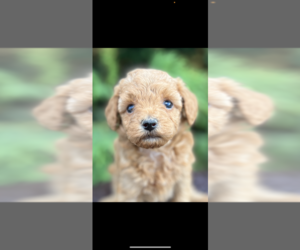 Poodle (Toy) Puppy for sale in NILES, MI, USA