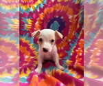 Small #2 Mutt