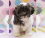 Small Photo #11 Shih-Poo Puppy For Sale in BAY VIEW, WI, USA
