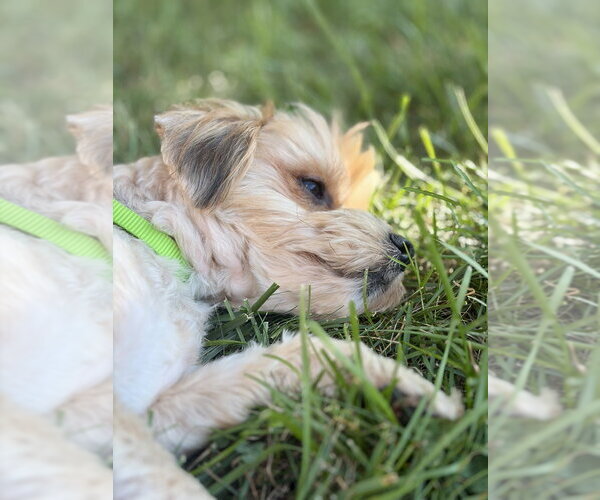 Medium Photo #14 Maltese-Unknown Mix Puppy For Sale in Oak Bluffs, MA, USA