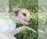 Small Photo #14 Maltese-Unknown Mix Puppy For Sale in Oak Bluffs, MA, USA