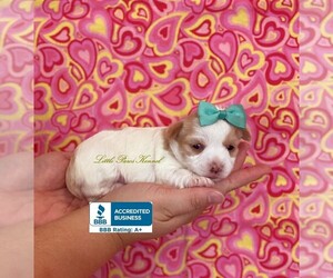 Yorkshire Terrier Puppy for sale in WINNSBORO, LA, USA