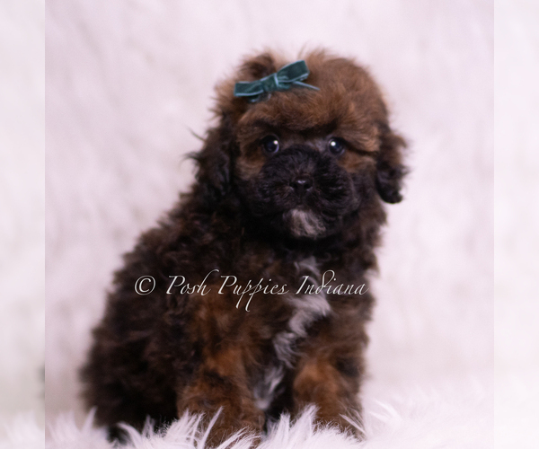 Medium Photo #2 Poodle (Toy) Puppy For Sale in WARSAW, IN, USA