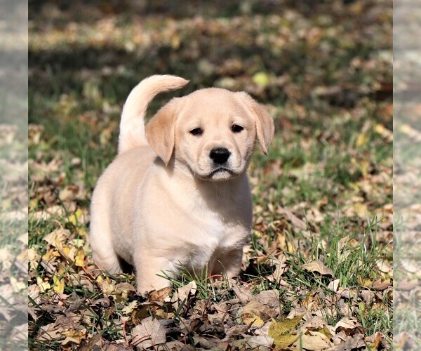Medium Photo #1 Labrador Retriever Puppy For Sale in SYRACUSE, IN, USA