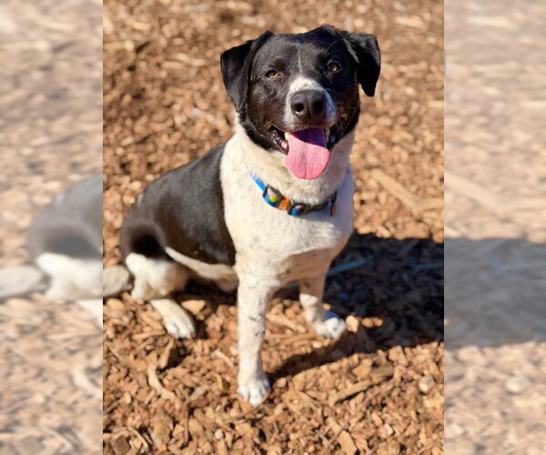 Medium Photo #2 Border Collie-Unknown Mix Puppy For Sale in Santa Cruz, CA, USA