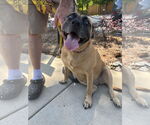 Small #1 Labrador Retriever Mix