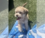 Small Photo #8 Shih-Poo Puppy For Sale in SAN DIEGO, CA, USA
