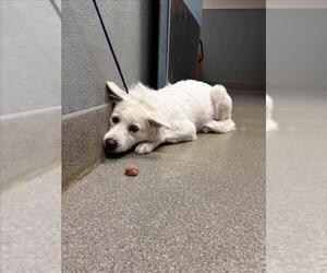 Labrador Retriever-Unknown Mix Dogs for adoption in Las Vegas, NV, USA